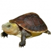 https://www.americanbreeder.com/images/com_adsmanager/categories/702cat_t.jpg