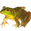 https://www.americanbreeder.com/images/com_adsmanager/categories/7031cat_t.jpg