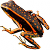 https://www.americanbreeder.com/images/com_adsmanager/categories/7035cat_t.jpg