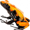 https://www.americanbreeder.com/images/com_adsmanager/categories/7045cat_t.jpg
