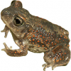 https://www.americanbreeder.com/images/com_adsmanager/categories/7048cat_t.jpg