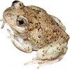 https://www.americanbreeder.com/images/com_adsmanager/categories/7049cat_t.jpg