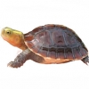 https://www.americanbreeder.com/images/com_adsmanager/categories/704cat_t.jpg