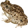 https://www.americanbreeder.com/images/com_adsmanager/categories/7050cat_t.jpg