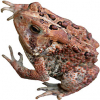 https://www.americanbreeder.com/images/com_adsmanager/categories/7062cat_t.jpg