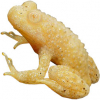 https://www.americanbreeder.com/images/com_adsmanager/categories/7067cat_t.jpg