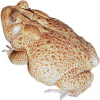 https://www.americanbreeder.com/images/com_adsmanager/categories/7068cat_t.jpg