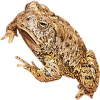 https://www.americanbreeder.com/images/com_adsmanager/categories/7069cat_t.jpg
