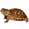 https://www.americanbreeder.com/images/com_adsmanager/categories/706cat_t.jpg