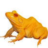 https://www.americanbreeder.com/images/com_adsmanager/categories/7072cat_t.jpg