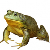https://www.americanbreeder.com/images/com_adsmanager/categories/7073cat_t.jpg