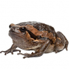 https://www.americanbreeder.com/images/com_adsmanager/categories/7074cat_t.jpg