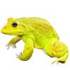 https://www.americanbreeder.com/images/com_adsmanager/categories/7075cat_t.jpg