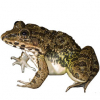 https://www.americanbreeder.com/images/com_adsmanager/categories/7076cat_t.jpg