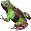 https://www.americanbreeder.com/images/com_adsmanager/categories/7081cat_t.jpg