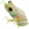 https://www.americanbreeder.com/images/com_adsmanager/categories/7082cat_t.jpg