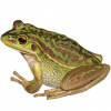 https://www.americanbreeder.com/images/com_adsmanager/categories/7084cat_t.jpg
