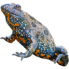 https://www.americanbreeder.com/images/com_adsmanager/categories/7087cat_t.jpg