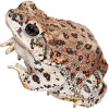https://www.americanbreeder.com/images/com_adsmanager/categories/7088cat_t.jpg