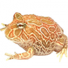 https://www.americanbreeder.com/images/com_adsmanager/categories/7089cat_t.jpg