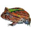 https://www.americanbreeder.com/images/com_adsmanager/categories/7091cat_t.jpg