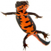 https://www.americanbreeder.com/images/com_adsmanager/categories/7097cat_t.jpg