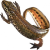 https://www.americanbreeder.com/images/com_adsmanager/categories/7098cat_t.jpg