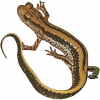 https://www.americanbreeder.com/images/com_adsmanager/categories/7102cat_t.jpg