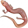 https://www.americanbreeder.com/images/com_adsmanager/categories/7104cat_t.jpg