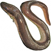https://www.americanbreeder.com/images/com_adsmanager/categories/7107cat_t.jpg