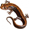 https://www.americanbreeder.com/images/com_adsmanager/categories/7108cat_t.jpg