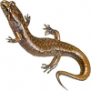 https://www.americanbreeder.com/images/com_adsmanager/categories/7111cat_t.jpg
