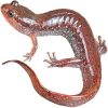 https://www.americanbreeder.com/images/com_adsmanager/categories/7112cat_t.jpg