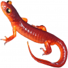 https://www.americanbreeder.com/images/com_adsmanager/categories/7116cat_t.jpg