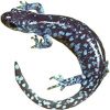 https://www.americanbreeder.com/images/com_adsmanager/categories/7118cat_t.jpg