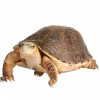 https://www.americanbreeder.com/images/com_adsmanager/categories/711cat_t.jpg