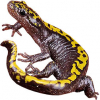 https://www.americanbreeder.com/images/com_adsmanager/categories/7120cat_t.jpg