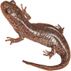 https://www.americanbreeder.com/images/com_adsmanager/categories/7121cat_t.jpg