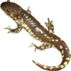 https://www.americanbreeder.com/images/com_adsmanager/categories/7125cat_t.jpg