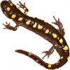 https://www.americanbreeder.com/images/com_adsmanager/categories/7129cat_t.jpg
