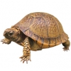 https://www.americanbreeder.com/images/com_adsmanager/categories/712cat_t.jpg