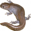 https://www.americanbreeder.com/images/com_adsmanager/categories/7130cat_t.jpg