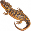 https://www.americanbreeder.com/images/com_adsmanager/categories/7131cat_t.jpg