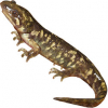 https://www.americanbreeder.com/images/com_adsmanager/categories/7133cat_t.jpg