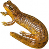 https://www.americanbreeder.com/images/com_adsmanager/categories/7136cat_t.jpg