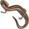https://www.americanbreeder.com/images/com_adsmanager/categories/7139cat_t.jpg