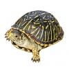 https://www.americanbreeder.com/images/com_adsmanager/categories/713cat_t.jpg