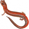https://www.americanbreeder.com/images/com_adsmanager/categories/7140cat_t.jpg