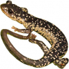 https://www.americanbreeder.com/images/com_adsmanager/categories/7141cat_t.jpg