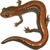 https://www.americanbreeder.com/images/com_adsmanager/categories/7142cat_t.jpg